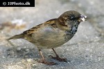 passer domesticus house sparrow passer domesticus house sparrow