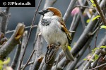 passer domesticus house sparrow passer domesticus house sparrow