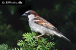 passer domesticus house sparrow passer domesticus house sparrow