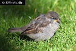 passer domesticus house sparrow passer domesticus house sparrow