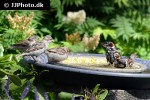 passer domesticus house sparrow passer domesticus house sparrow
