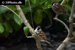 passer montanus eurasian tree sparrow passer montanus eurasian tree sparrow