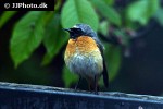 phoenicurus phoenicurus common redstart phoenicurus phoenicurus common redstart