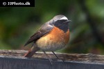 phoenicurus phoenicurus common redstart phoenicurus phoenicurus common redstart
