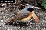 phoenicurus phoenicurus common redstart phoenicurus phoenicurus common redstart