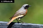 phoenicurus phoenicurus common redstart phoenicurus phoenicurus common redstart
