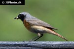phoenicurus phoenicurus common redstart phoenicurus phoenicurus common redstart
