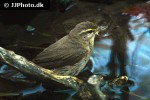 phylloscopus collybita common chiffchaff phylloscopus collybita common chiffchaff