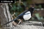 pica pica erasian magpie pica pica erasian magpie