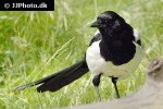 pica pica eurasian magpire pica pica eurasian magpire