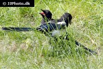pica pica eurasian magpire pica pica eurasian magpire