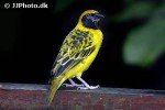 ploceus cucullatus village weaver ploceus cucullatus village weaver