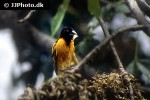 ploceus cucullatus village weaver ploceus cucullatus village weaver