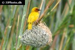 ploceus subaureus eastern golden weaver ploceus subaureus eastern golden weaver