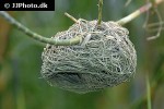 ploceus subaureus eastern golden weaver ploceus subaureus eastern golden weaver