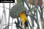 ploceus subaureus eastern golden weaver ploceus subaureus eastern golden weaver