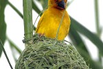 ploceus subaureus eastern golden weaver ploceus subaureus eastern golden weaver