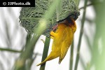 ploceus subaureus eastern golden weaver ploceus subaureus eastern golden weaver
