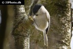 poecile palustris marsh tit poecile palustris marsh tit