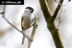poecile palustris marsh tit poecile palustris marsh tit