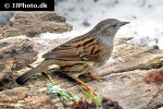 prunella modularis dunnock prunella modularis dunnock
