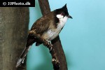 pycnonotus jocosus red whiskered bulbul pycnonotus jocosus red whiskered bulbul