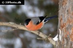 pyrrhula pyrrhula eurasian bullfinch pyrrhula pyrrhula eurasian bullfinch