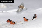 pyrrhula pyrrhula eurasian bullfinch pyrrhula pyrrhula eurasian bullfinch