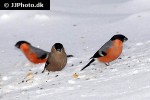 pyrrhula pyrrhula eurasian bullfinch pyrrhula pyrrhula eurasian bullfinch