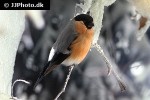 pyrrhula pyrrhula eurasian bullfinch pyrrhula pyrrhula eurasian bullfinch