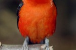 ramphocelus bresilius brazilian tanager ramphocelus bresilius brazilian tanager