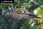 regulus regulus goldcrest warbler regulus regulus goldcrest warbler