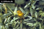setophaga petechia american yellow warbler setophaga petechia american yellow warbler