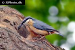 sitta europaea eurasian nuthatch sitta europaea eurasian nuthatch