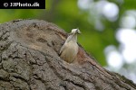 sitta europaea eurasian nuthatch sitta europaea eurasian nuthatch