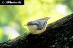 sitta europaea eurasian nuthatch sitta europaea eurasian nuthatch