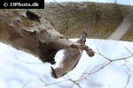 sitta europaea eurasian nuthatch sitta europaea eurasian nuthatch
