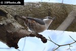 sitta europaea eurasian nuthatch sitta europaea eurasian nuthatch