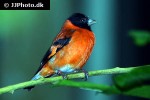 spinus cucullata red siskin spinus cucullata red siskin