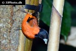 spinus cucullata red siskin spinus cucullata red siskin