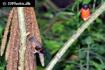 spinus cucullata red siskin spinus cucullata red siskin