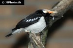 sturnus contra asian pied myna sturnus contra asian pied myna
