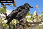 sturnus vulgaris common starling sturnus vulgaris common starling