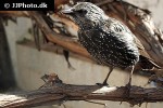 sturnus vulgaris common starling sturnus vulgaris common starling