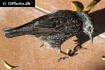 sturnus vulgaris common starling sturnus vulgaris common starling