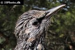 sturnus vulgaris common starling sturnus vulgaris common starling