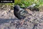 sturnus vulgaris common starling sturnus vulgaris common starling
