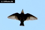 sturnus vulgaris common starling sturnus vulgaris common starling