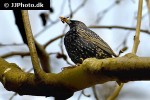 sturnus vulgaris common starling sturnus vulgaris common starling