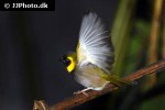 tiaris canorus cuban grassquit tiaris canorus cuban grassquit